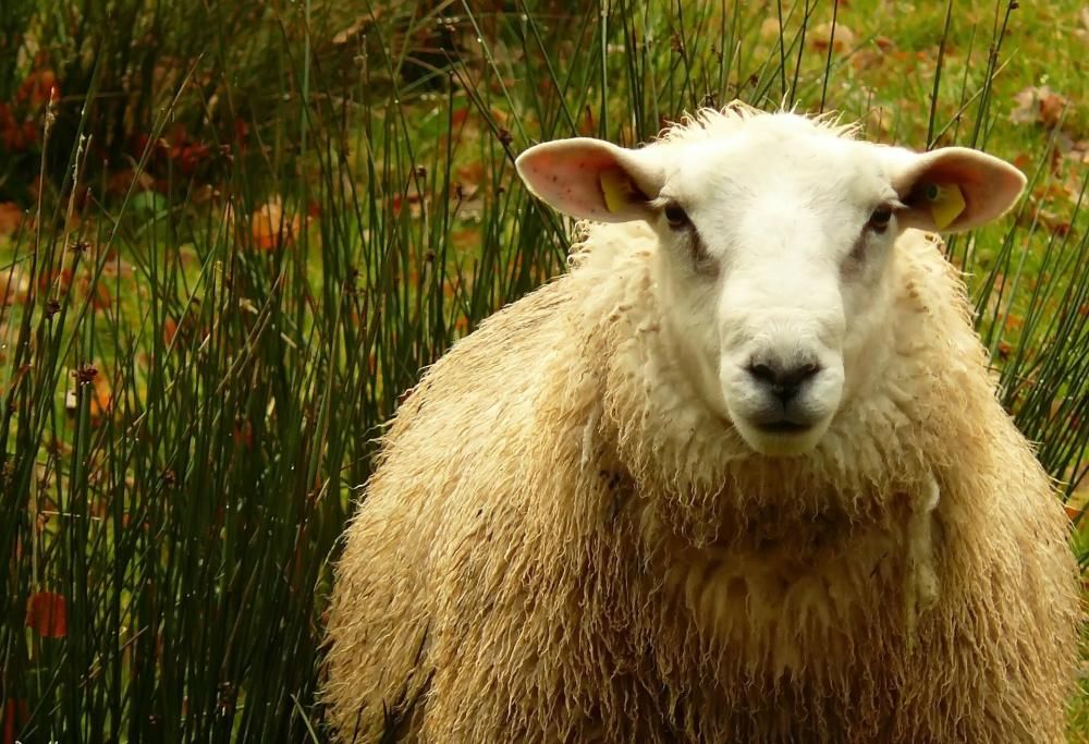 22 anni fa veniva clonata la pecora Dolly