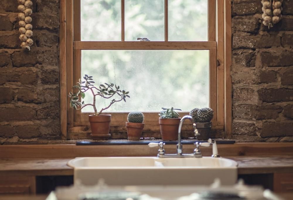 Cactus in casa. Tutti i benefici che non ti aspetti