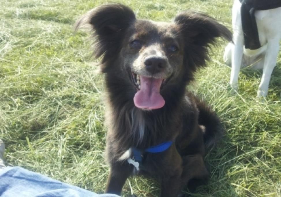 20120515_173702jpg--cani