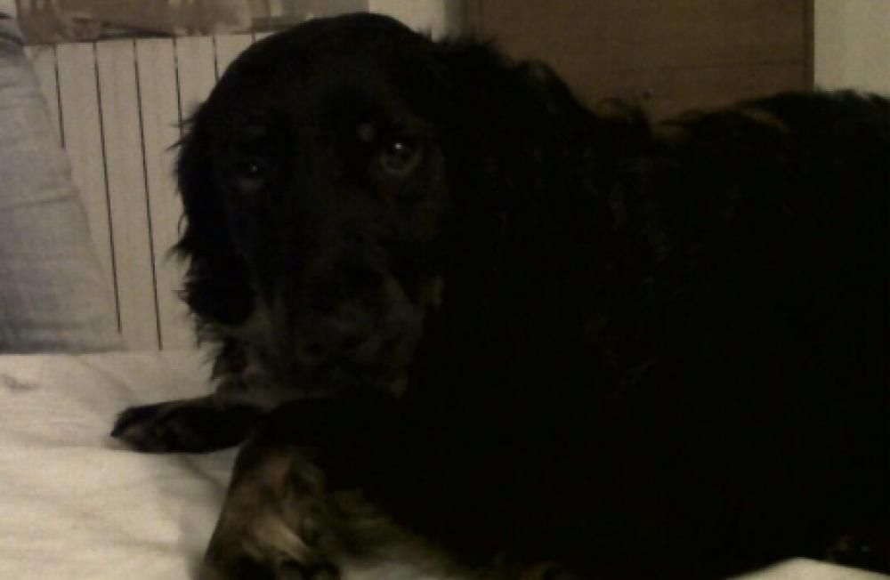 2a895267f5e0d20af0e10cfc7fd66e27732d0cddjpg--cane