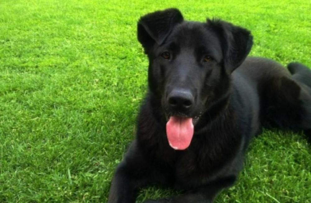 380027_10151184436924310_1726677659_njpg--cani