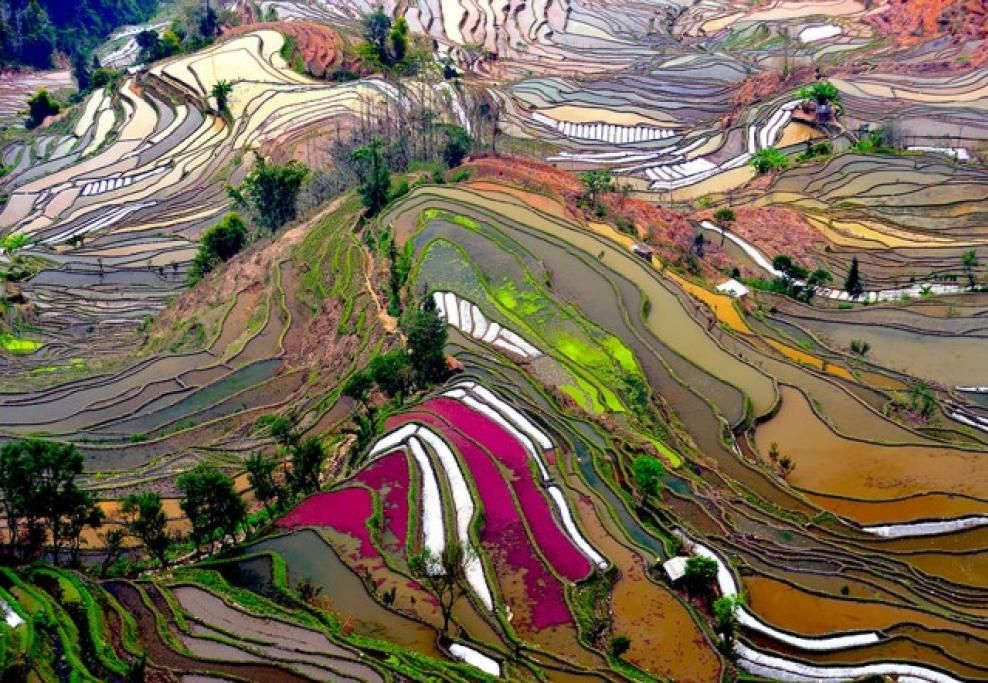 terrace-rice-fields-chinajpg--terrace_rice_fields_china