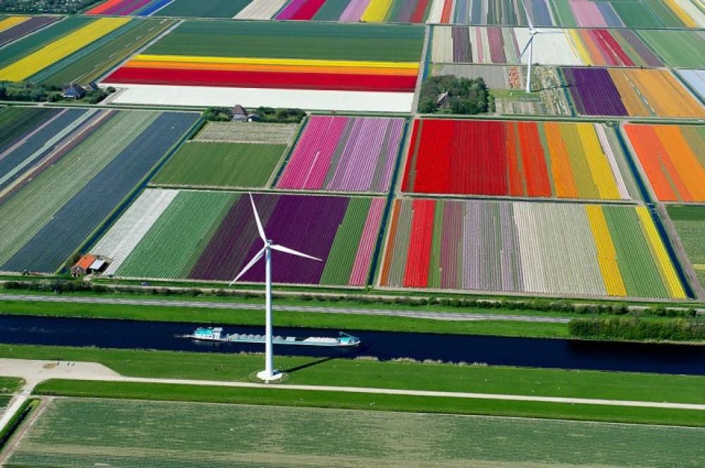 tulip-fieldsjpg--tulip_fields
