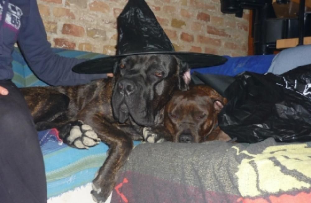 tyson_e_shivajpg--tyson_e_shiva