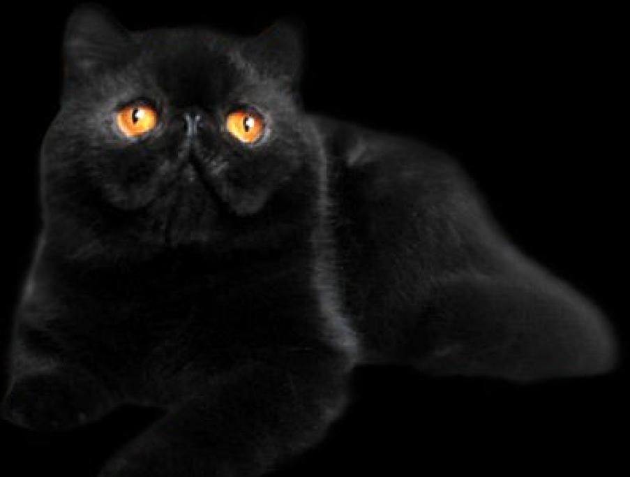 zimba1jpg--gatto