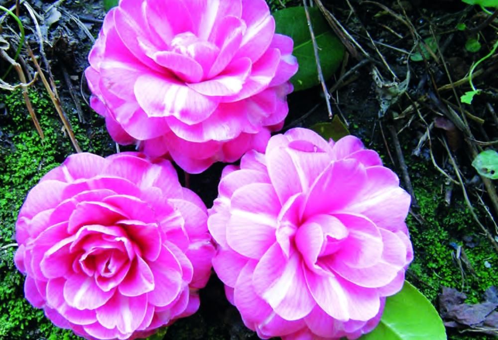 Le bellissime camelie in fiore di Villa Durazzo Pallavicini