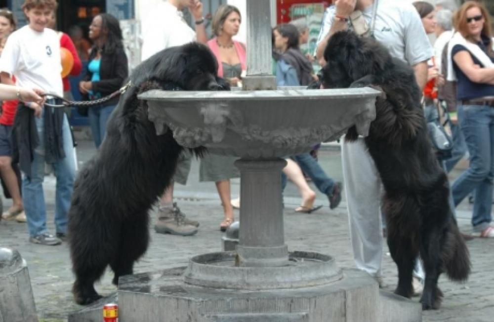 Copia_di_IgorMorgan2jpg--cani