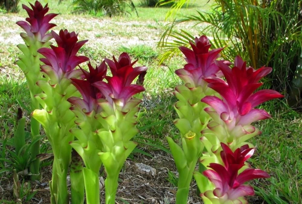 Curcuma-longajpg--curcuma_longa