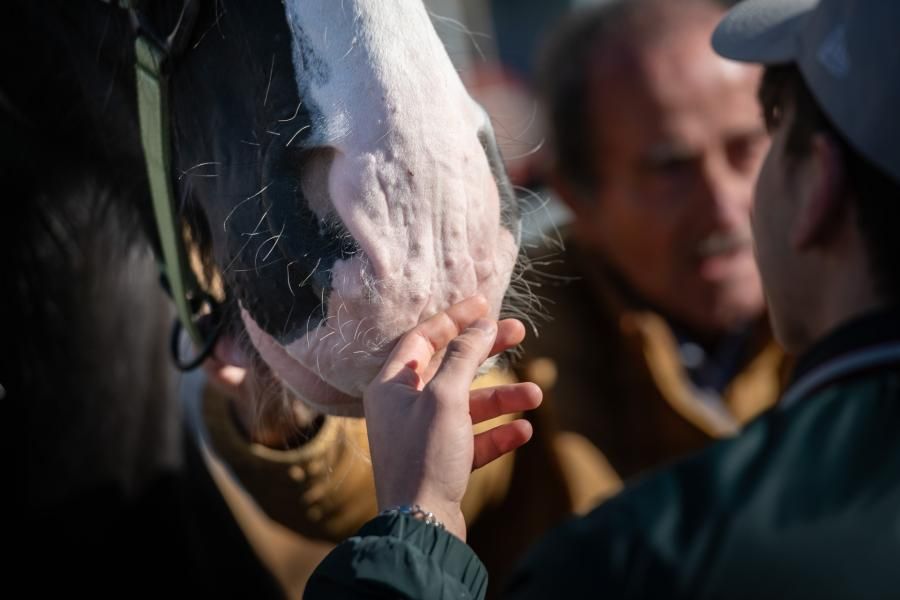 Fieracavalli2025_Veronafiere_EnneviFoto-6575-1762783861528jpg--