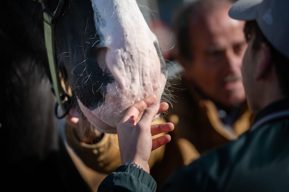 Fieracavalli2025_Veronafiere_EnneviFoto-6575-1762783861528jpg--