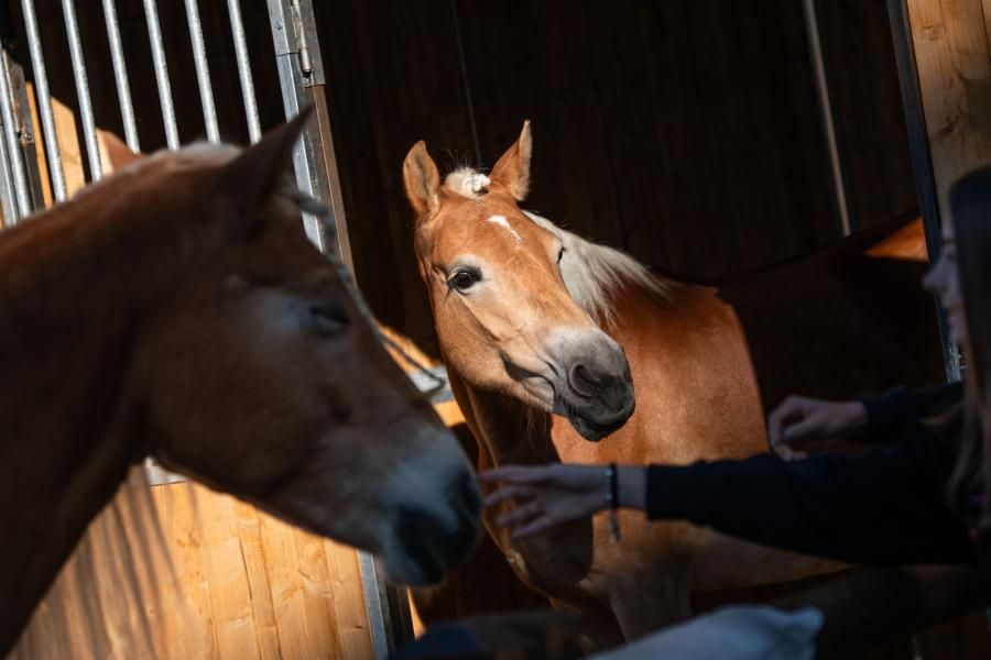Fieracavalli2025_Veronafiere_EnneviFoto-6980-1762783860833jpg--