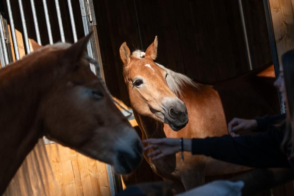 Fieracavalli2025_Veronafiere_EnneviFoto-6980-1762783860833jpg--