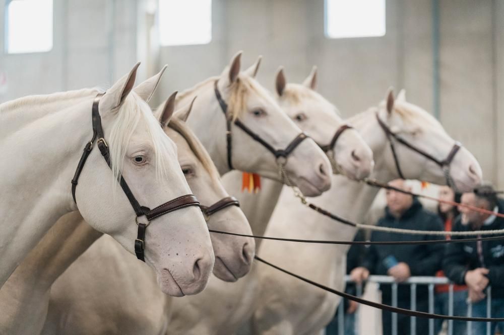 Fieracavalli2023_EnneviFoto_Veronafiere_MM40645-1699868643315jpg--