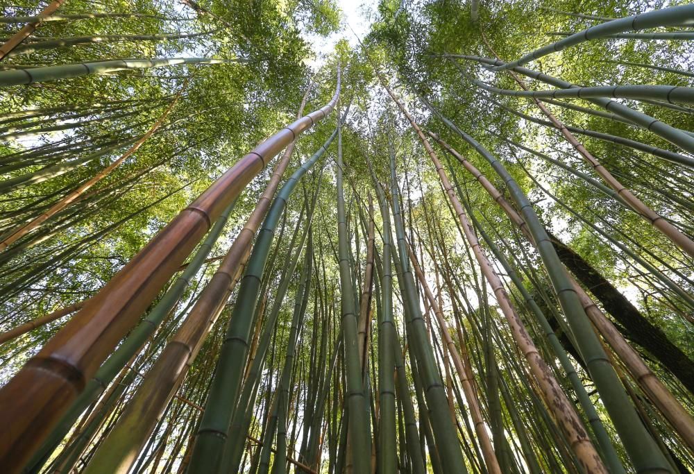Adotta una foresta: l’iniziativa per tutelare la nostra Italia