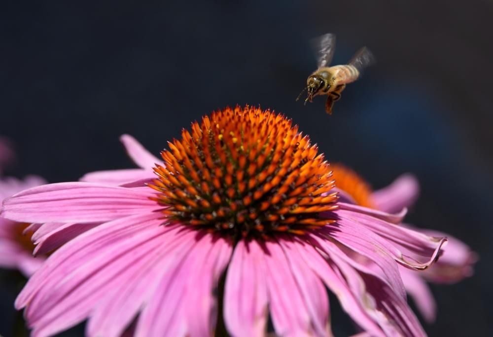 Ecco il brano creato con il ronzio delle api
