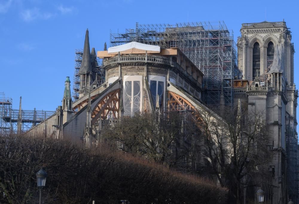 1500 alberi secolari per far rivivere Notre Dame