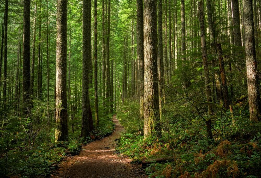 Il bosco sonoro è un toccasana contro lo stress digitale