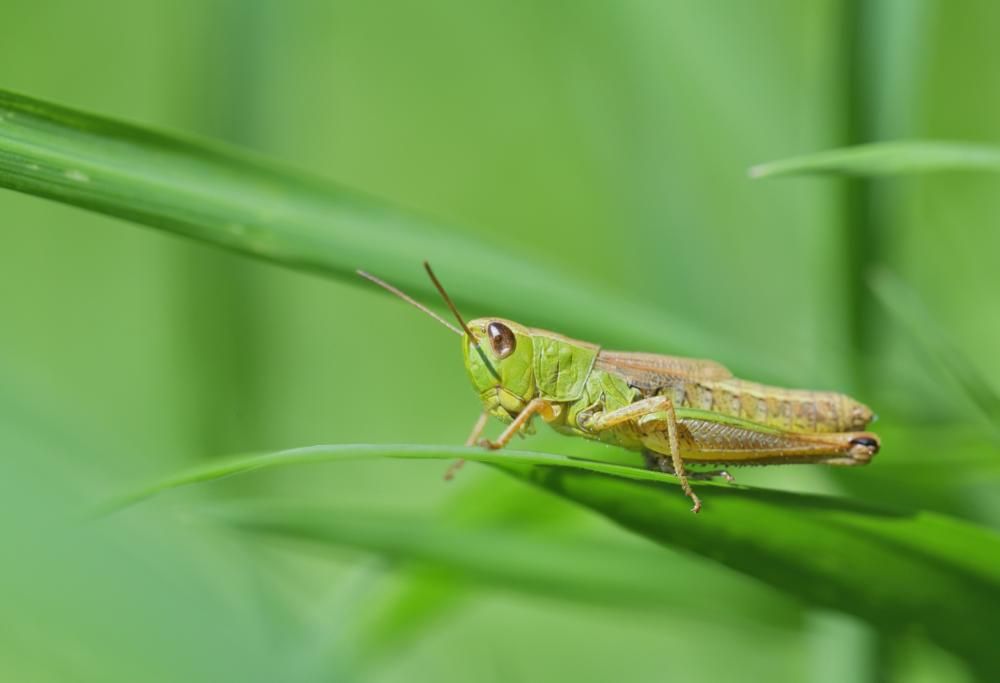 Farina di insetti come base per cibi e bevande: la rivoluzione è nel piatto