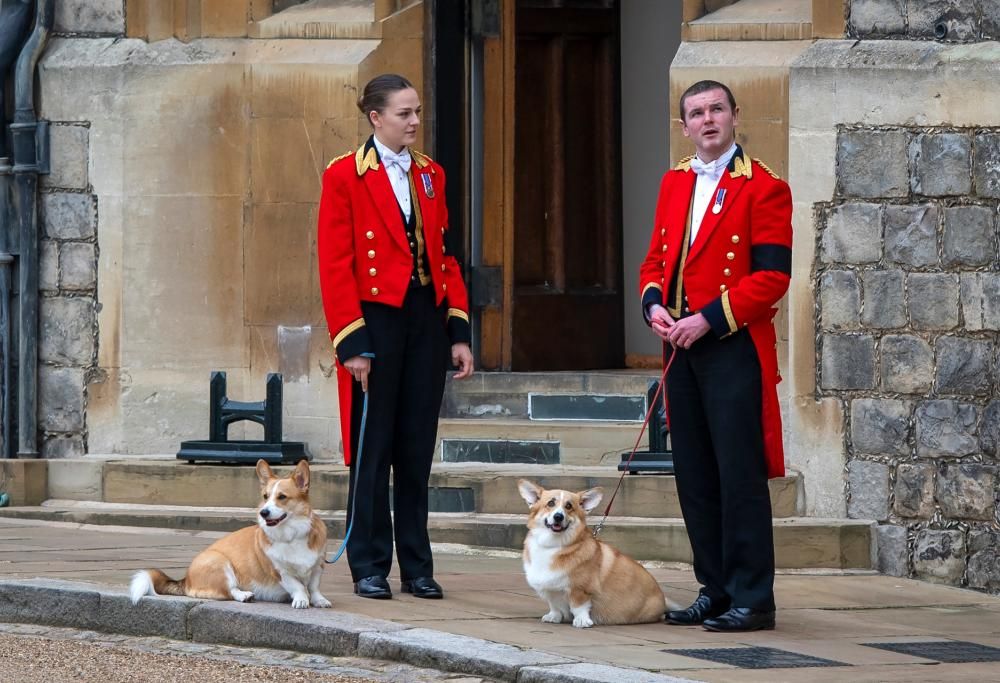 Addio corgi della Regina! A Buckingham Palace arrivano i jack russell del nuovo Re