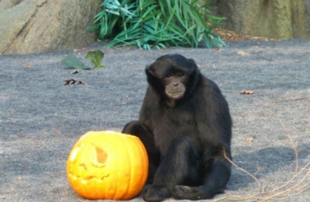 Halloween_siamangojpg--bioparco_zoom