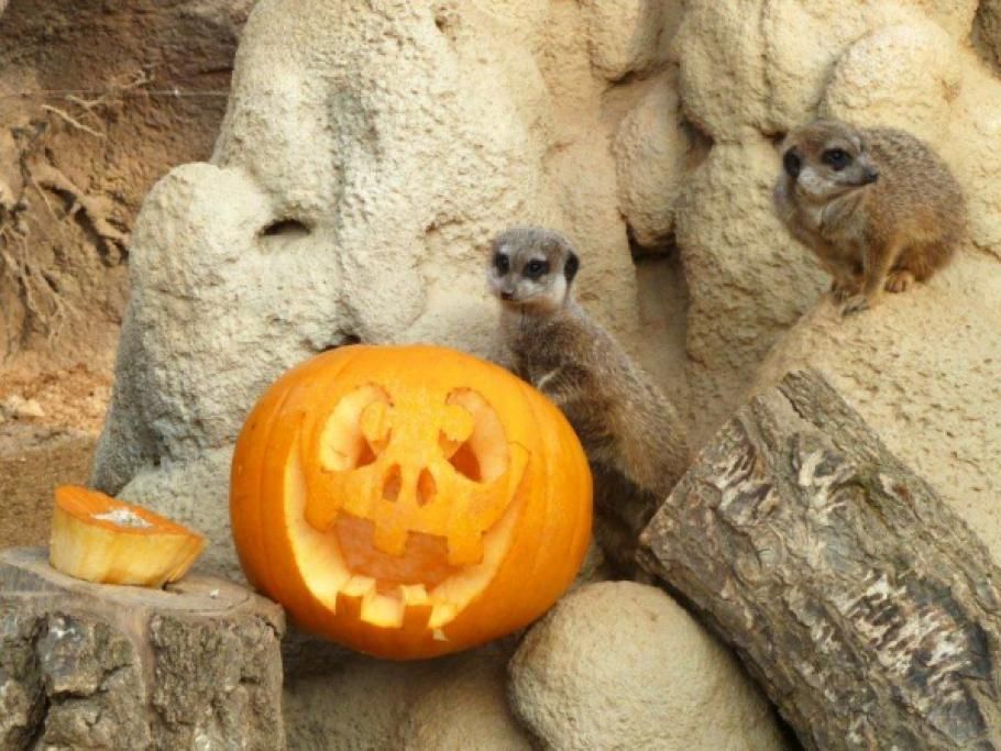 Halloween_suricatijpg--bioparco_zoom
