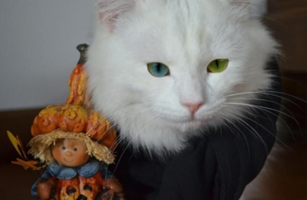 ICE_HALLOWEN_jpg--gatto
