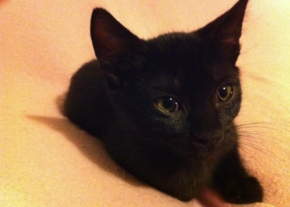 IMG_0005jpg--gatto
