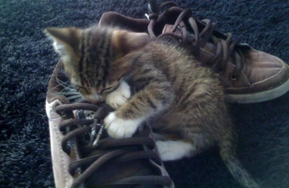 IMG_0391jpg--gatto