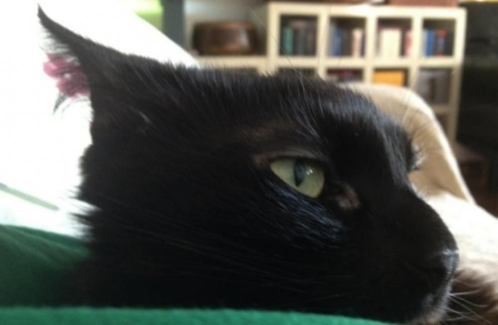 IMG_0470jpg--gatto