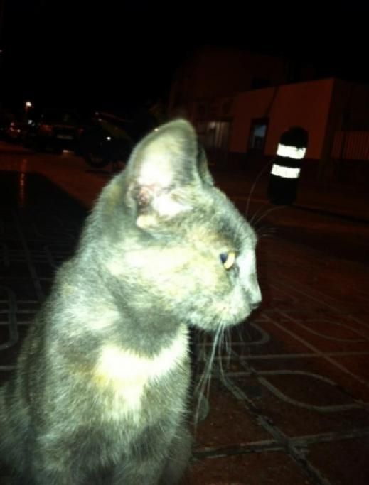 IMG_2076jpg--gatto