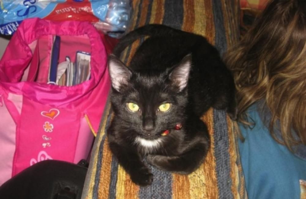 Immagine_011jpg--gatto