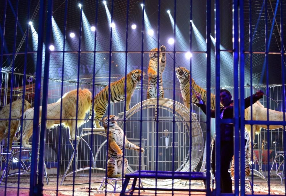 JEU060jpg--festival_internazionale_del_circo_di_monte_carlo___2014