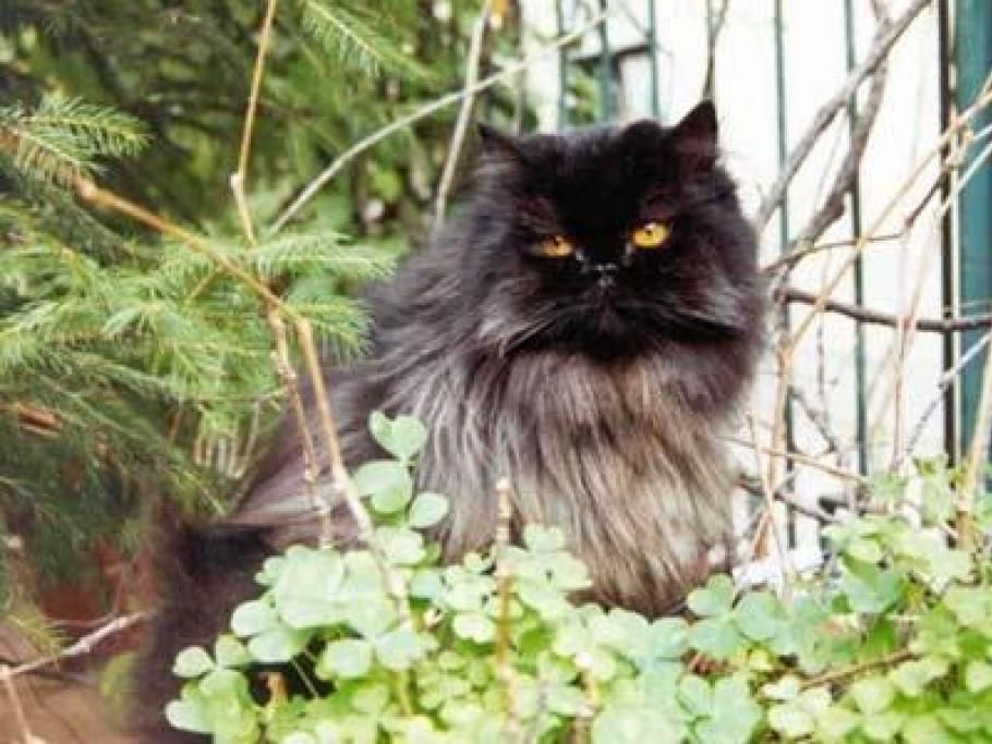 Morganajpg--gatto