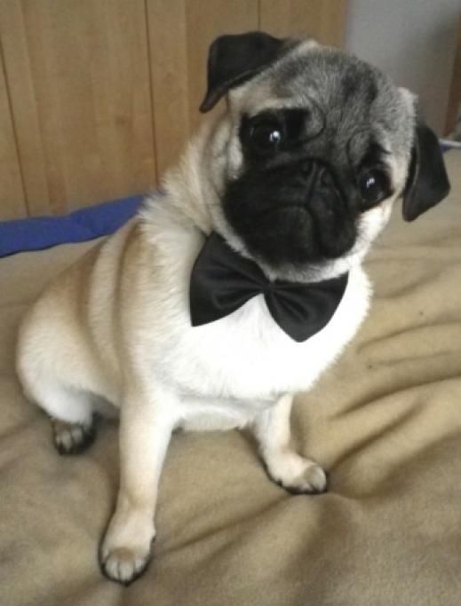 Oliver-Wilsonjpg--cani