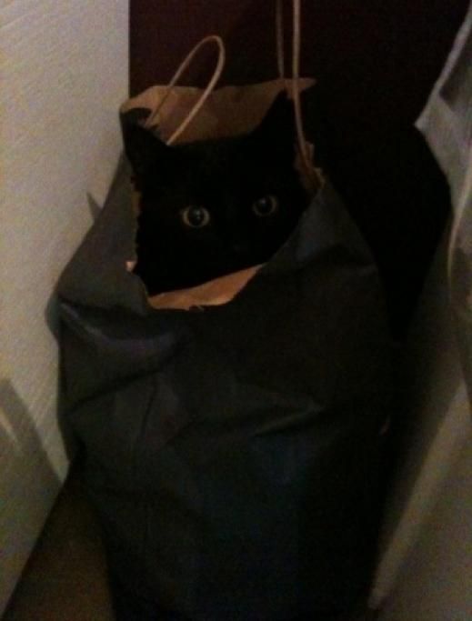 PopoHalljpg--gatto