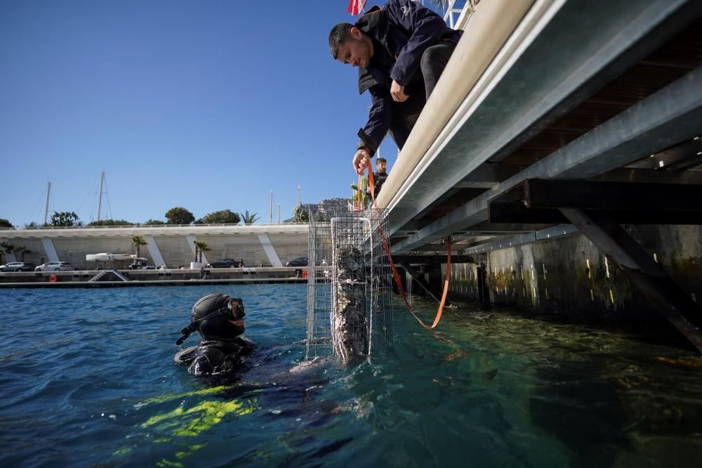Posa_di_Biohut_a_Monaco_Direction_de_la_Communication__Manuel_Vitali-1677767931093jpg--