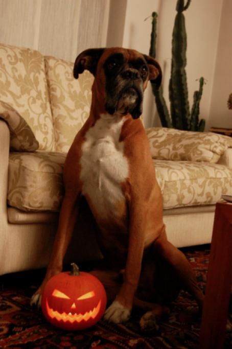 Platone_Halloweenjpg--platone