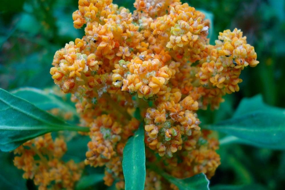 Quinoajpg--quinoa