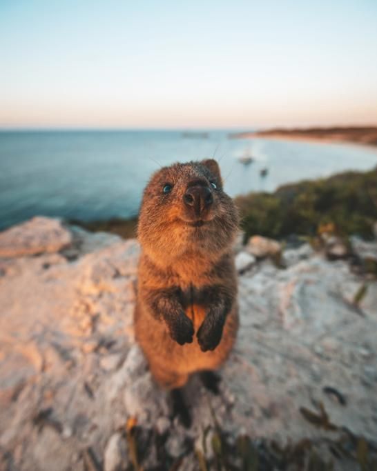 Rottnest_Island__Perth_1-1678372880137jpg--