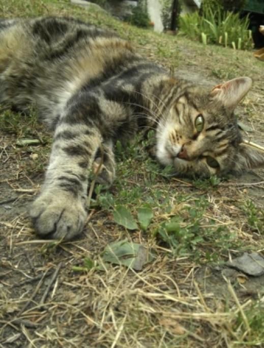 ZZ28466625jpg--gatto