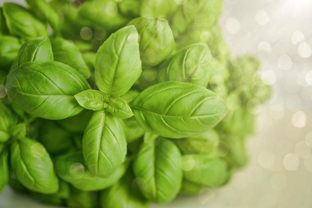 basil-3405405_1920-1591358075120jpg--