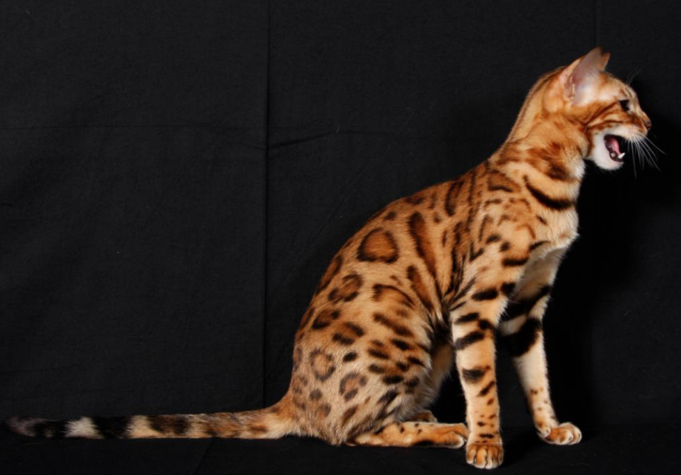 bengalapng--gatto_del_bengala