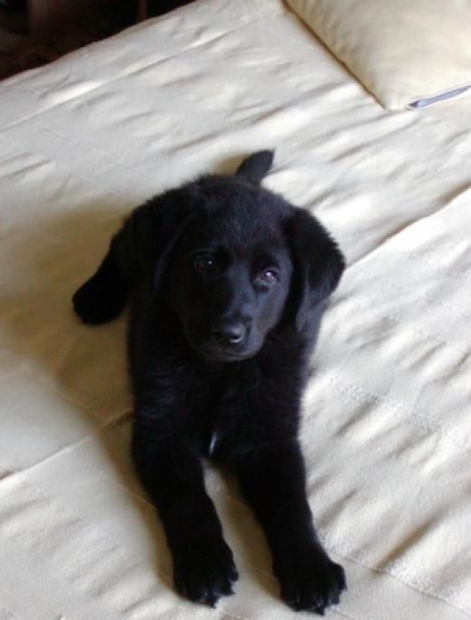 blackdogjpg--black_dog