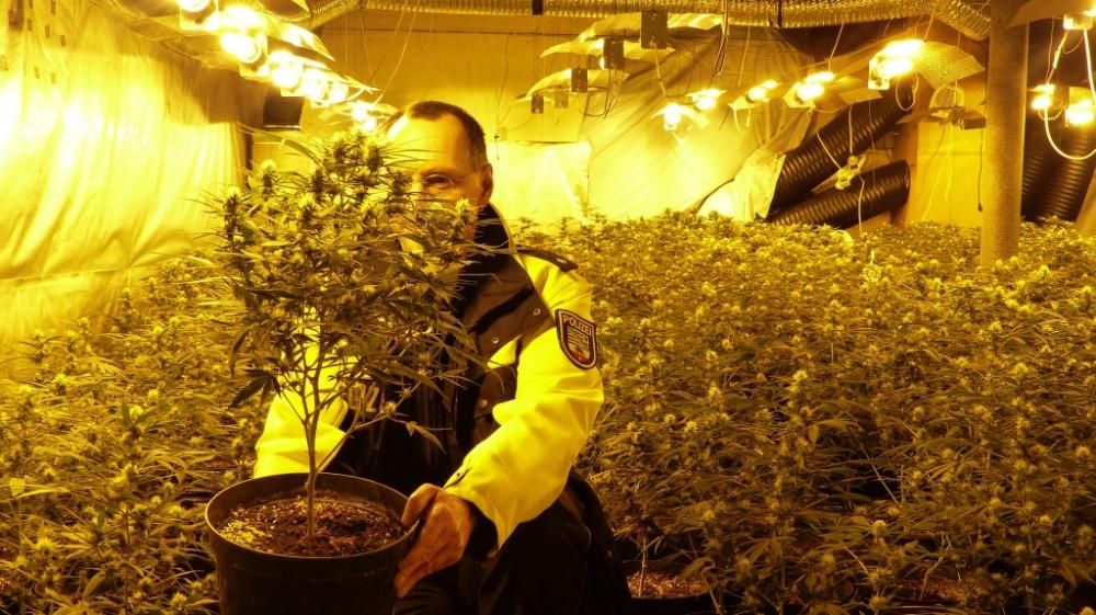 cannabis-piantagione-illegale-INFOPHOTOjpg--drug_raid_in_haldesleben