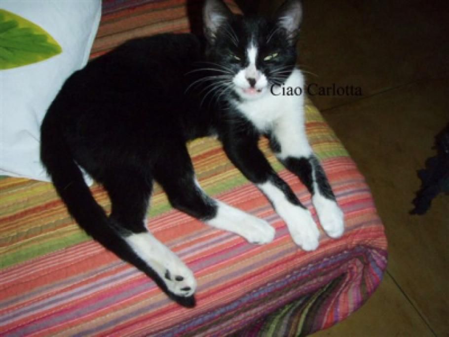 ciao_carlottajpg--carlotta