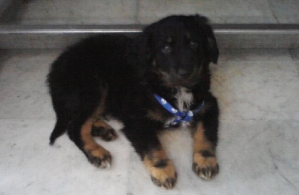 d003ef51e6e3da796a7e501f789598d3732e9af3jpg--cani