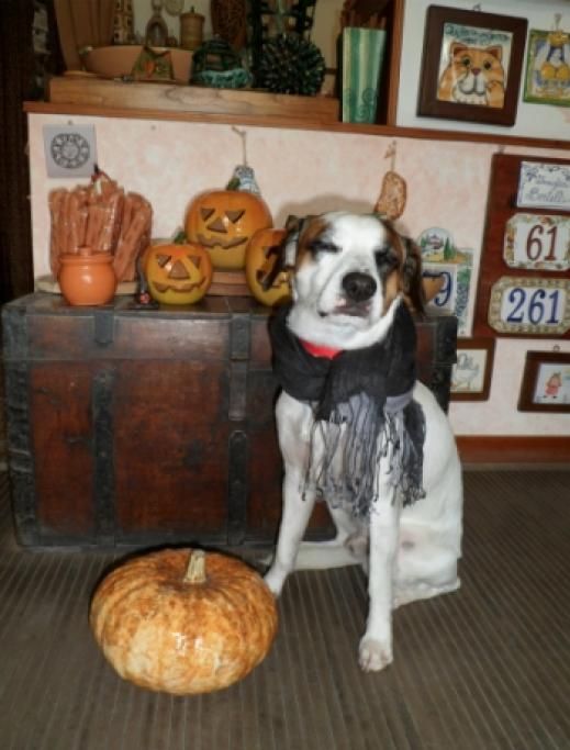 einsteinun_tipo_con_la_Zucca_4jpg--einstein