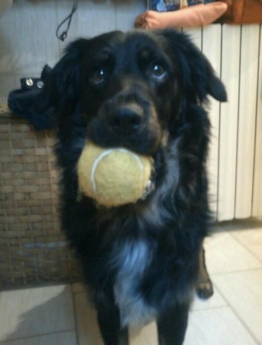 f61fd05d058de46cc334828a9d38cfab1e4d6dd9jpg--cani