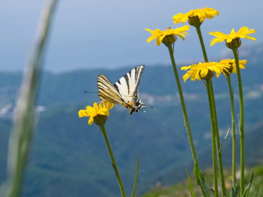 fioriture_Alta_Via_Monte_Beigua_foto_E_Monaci-1594800533392JPG--