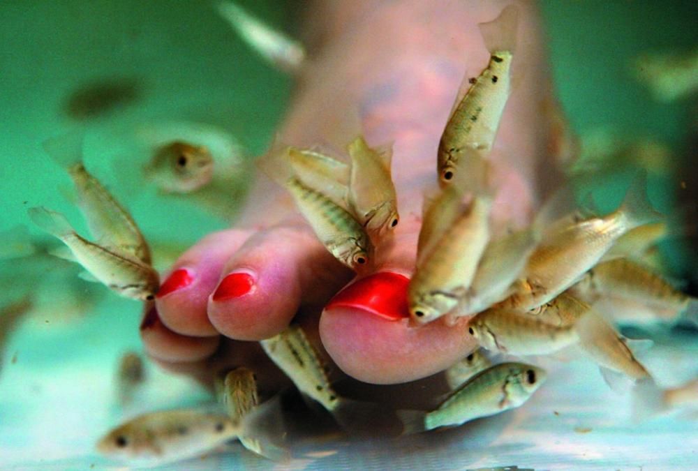 fish-pedicure-credits-Nailprojpg--fish_pedicure_credits_nailpro